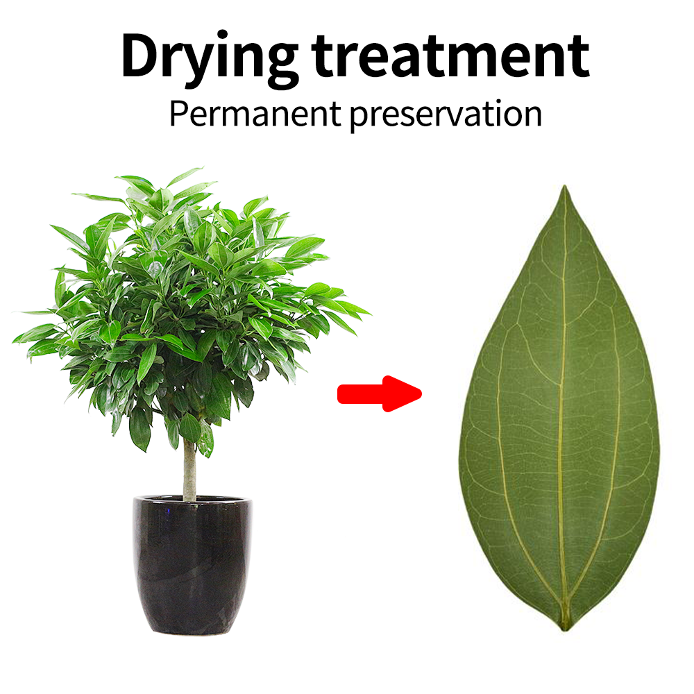 DIY leaves for laser engraving - Industrial Laser Technology review and price