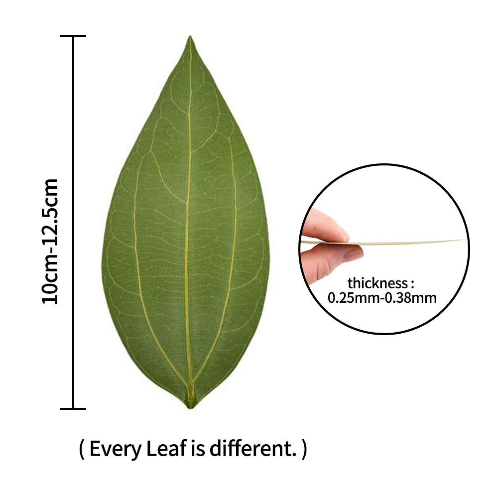 DIY leaves for laser engraving - Industrial Laser Technology review and price